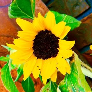 Meet your Posher, Marlee